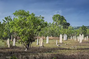 Construction of compass termites (Amitermes meridionalis)