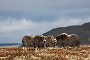 Contact is often made between musk ox calves (Ovibos moschatus) and teenagers
