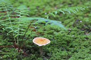 Contrary webcap (Cortinarius varius)