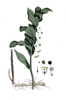Convallaria polygonatum, Polygonatum multiflorum
