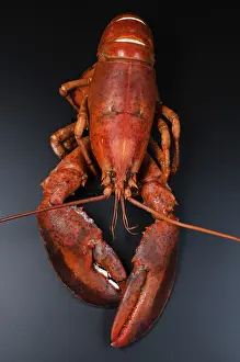 Cooked lobster on dark background