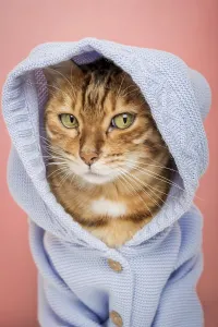 Cool Bengal cat in a knitted blue hoodie on a pink background