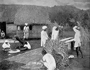 Coolies, or coolies, are contract workers or day labourers harvesting rice in Jamaica