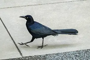 Coommon Grackle is considered pest by some