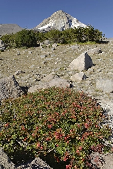 Category Mountain Landscapes Prints: Cooper Spur Trail on the east flank of the Mount Hood Volcano