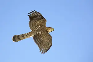 Cooper's Hawk (Accipiter cooperii) flying