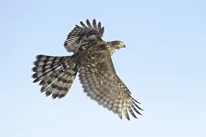 Cooper's Hawk (Accipiter cooperii) flying