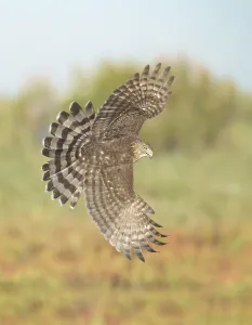 Cooper's Hawk (Accipiter cooperii) flying