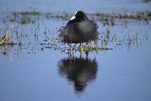 A coot Eurasian Coot (Fulica atra) stands in the water with its reflection visible