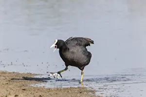 Coot (Fulica atra), calling, Fehmarn