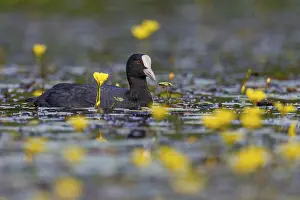 A coot (Fulica atra) foraging among flowering water lilies