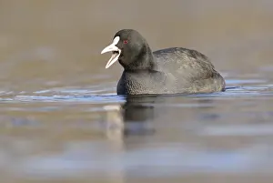 Coot (Fulica atra), swimming, Leipzig