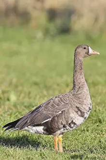 Coot goose (Anser albifrons), standing in a meadow in the wintering area