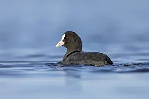 Coots (Fulica atra) attract little attention and appear inconspicuous