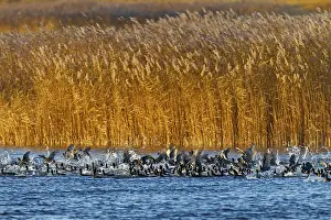 Coots (Fulica atra) fleeing from a white-tailed eagle