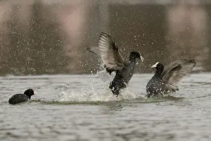 Coots, Fulicia atra, Germany, Europe