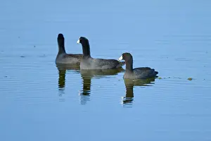 Three coots swimming in calm water with clear reflections of a natural environment