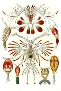 Copepods, Art Forms of Nature, Historical