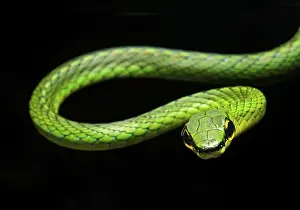 Cope's vine snake (Oxybelis brevirostris)