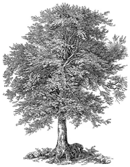 the copper beech (Fagus sylvatica) or common beech