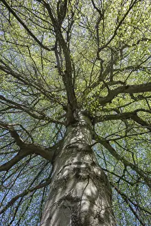 A copper beech (Fagus sylvatica) with fresh