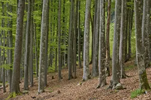 Copper beech, forest, forest floor