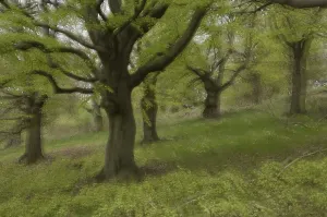Copper beeches (Fagus sylvatica), Germany