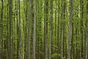 Category Forests Prints: Copper beeches, forest, fresh, foliage