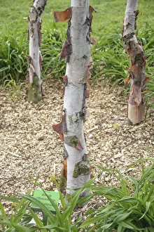 Copper birch (Betula albosinensis var)