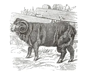 Copper engraving, Merino sheep