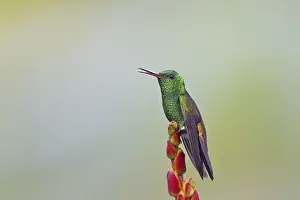 Copper-rumped Hummingbird (Amazilia tobaci)