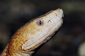 Copperhead (Agkistrodon contortrix), portrait