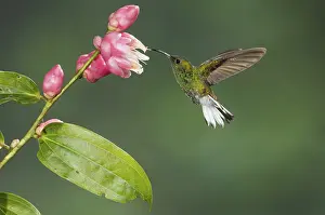Coppery-headed Emerald (Elvira cupreiceps)