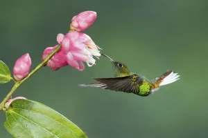 Coppery-headed Emerald (Elvira cupreiceps)