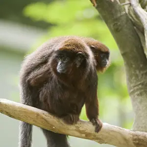 Coppery Titi (Callicebus cupreus)