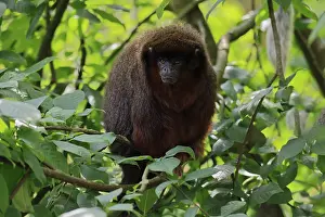 Coppery titi (Plecturocebus cupreus)