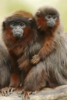Coppery titi or red titi (Plecturocebus cupreus)