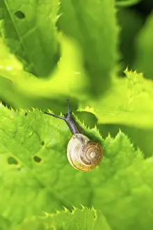 Copse snail (Arianta arbustorum) on a leaf