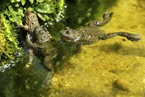 Copulating Yellow-Bellied Toads (Bombina variegata) in a terrarium
