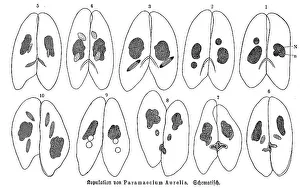 Copulation of Paramaecium aurelia