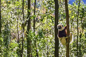 The Coquerel Sifaka in its natural environment in a national park on the island of Madagascar
