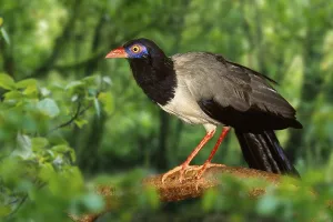 Coral-billed Ground-cuckoo (Carpococcyx renauldi)