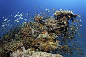 Coral block with many different fishes and corals