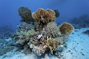 Coral block on sandy bottom, typical