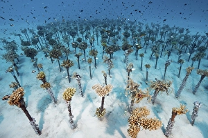 Coral breeding of hard corals (Sleractinia) on metal tubes