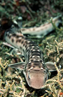 Coral catshark (Atelomycterus marmoratus)