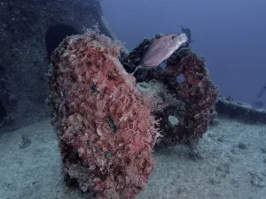 Coral-covered wheel of a winch of a wreck with fish under water