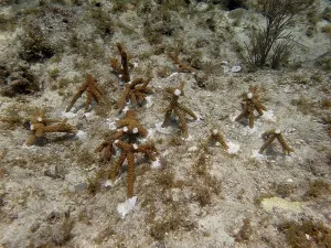 Coral cultivation. Young coral plants are anchored to the seabed and grow underwater