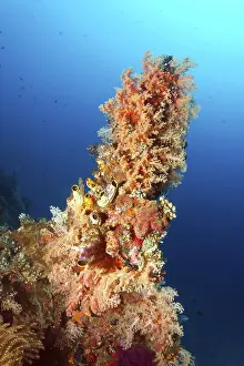 Category Coral Reefs DE Prints: Coral Point, unusual, densely covered with soft corals (Dendronenepthya) and ox heart ascidian (Polycarpa aurata)
