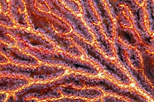 Coral polyps at mopsella sea fan (pugella sp)